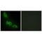 Glycerol Kinase antibody, A02884, Boster Biological Technology, Immunofluorescence image 