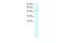 Transcription Factor Dp-2 antibody, PA5-68596, Invitrogen Antibodies, Western Blot image 