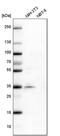 Serine/arginine-rich splicing factor 6 antibody, PA5-56034, Invitrogen Antibodies, Western Blot image 