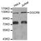 DGCR8 Microprocessor Complex Subunit antibody, STJ27815, St John