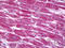 Cytochrome c oxidase subunit VIIa-liver/heart antibody, TA316638, Origene, Immunohistochemistry frozen image 