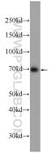 Raftlin, Lipid Raft Linker 1 antibody, 24289-1-AP, Proteintech Group, Western Blot image 