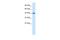 Zona Pellucida Glycoprotein 3 antibody, A03543, Boster Biological Technology, Western Blot image 