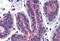 Ras Homolog Family Member A antibody, MBS246347, MyBioSource, Immunohistochemistry paraffin image 
