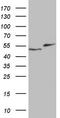 RAD23 Homolog B, Nucleotide Excision Repair Protein antibody, LS-C790431, Lifespan Biosciences, Western Blot image 