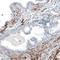 Integrin Subunit Alpha 8 antibody, NBP2-76482, Novus Biologicals, Immunohistochemistry paraffin image 