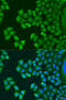 Synaptotagmin 4 antibody, 23-145, ProSci, Immunofluorescence image 