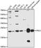 Proteoglycan 2, Pro Eosinophil Major Basic Protein antibody, A2532, ABclonal Technology, Western Blot image 