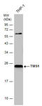 PYD And CARD Domain Containing antibody, GTX102474, GeneTex, Western Blot image 