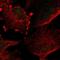 TUB Bipartite Transcription Factor antibody, PA5-53698, Invitrogen Antibodies, Immunofluorescence image 