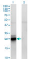 Acyl-CoA Thioesterase 9 antibody, LS-B4522, Lifespan Biosciences, Western Blot image 