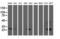 Sirtuin 5 antibody, LS-C173147, Lifespan Biosciences, Western Blot image 