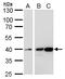 Calponin 3 antibody, GTX118017, GeneTex, Western Blot image 