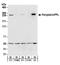 Periplakin antibody, NB100-55264, Novus Biologicals, Western Blot image 