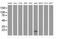 ELF-1 antibody, MA5-25186, Invitrogen Antibodies, Western Blot image 