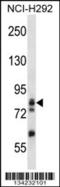 Adducin 3 antibody, 57-571, ProSci, Western Blot image 