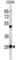 Ribosomal RNA Processing 7 Homolog A antibody, abx027139, Abbexa, Western Blot image 