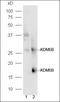 Lysine Demethylase 5B antibody, orb101871, Biorbyt, Western Blot image 