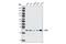 Eukaryotic Translation Initiation Factor 6 antibody, 3263S, Cell Signaling Technology, Western Blot image 