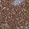 TBC1 Domain Family Member 23 antibody, HPA038151, Atlas Antibodies, Immunohistochemistry frozen image 