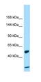 Ras And Rab Interactor 2 antibody, orb326582, Biorbyt, Western Blot image 