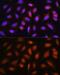 HOP Homeobox antibody, GTX66394, GeneTex, Immunofluorescence image 