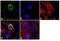 Centrosomal Protein 170 antibody, 41-3200, Invitrogen Antibodies, Immunofluorescence image 