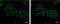 Apoptosis Enhancing Nuclease antibody, GTX112086, GeneTex, Immunofluorescence image 