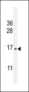 CST9 antibody, LS-C167107, Lifespan Biosciences, Western Blot image 