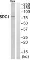 Syndecan 1 antibody, abx015186, Abbexa, Western Blot image 