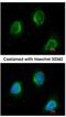 Calpain 3 antibody, NBP1-31756, Novus Biologicals, Immunofluorescence image 