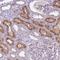 ARPIN antibody, NBP2-46664, Novus Biologicals, Immunohistochemistry frozen image 