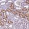 Actin Related Protein 2/3 Complex Inhibitor antibody, NBP2-46664, Novus Biologicals, Immunohistochemistry frozen image 