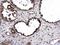 Ubiquitin Protein Ligase E3A antibody, LS-C311495, Lifespan Biosciences, Immunohistochemistry frozen image 