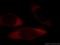 Eukaryotic Translation Initiation Factor 3 Subunit M antibody, 66025-1-Ig, Proteintech Group, Immunofluorescence image 