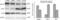 Troponin I1, Slow Skeletal Type antibody, NBP1-56641, Novus Biologicals, Western Blot image 