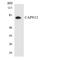 Calpain 12 antibody, LS-C291752, Lifespan Biosciences, Western Blot image 