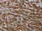 Rho GDP Dissociation Inhibitor Alpha antibody, CSB-PA048999, Cusabio, Immunohistochemistry frozen image 