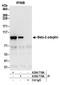 Adaptor Related Protein Complex 2 Subunit Beta 1 antibody, A304-718A, Bethyl Labs, Immunoprecipitation image 