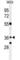 NSE4 Homolog A, SMC5-SMC6 Complex Component antibody, abx034567, Abbexa, Western Blot image 