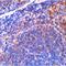 Diablo IAP-Binding Mitochondrial Protein antibody, orb74440, Biorbyt, Immunohistochemistry paraffin image 