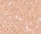 Tripartite Motif Containing 71 antibody, NBP1-76281, Novus Biologicals, Immunohistochemistry frozen image 