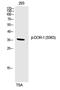 MSL-2 antibody, PA5-40246, Invitrogen Antibodies, Western Blot image 