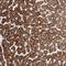 GIT ArfGAP 1 antibody, NBP1-86144, Novus Biologicals, Immunohistochemistry paraffin image 