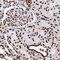SFPQ antibody, HPA054689, Atlas Antibodies, Immunohistochemistry frozen image 