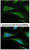 Peptidylprolyl Isomerase A antibody, NBP1-30993, Novus Biologicals, Immunofluorescence image 