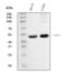 C-Terminal Binding Protein 2 antibody, M02567-1, Boster Biological Technology, Western Blot image 