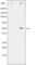 RUNX Family Transcription Factor 1 antibody, abx010588, Abbexa, Western Blot image 