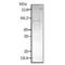 Heat Shock Protein Family D (Hsp60) Member 1 antibody, 11146, QED Bioscience, Western Blot image 