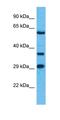 Olfactory Receptor Family 8 Subfamily H Member 1 antibody, orb327059, Biorbyt, Western Blot image 